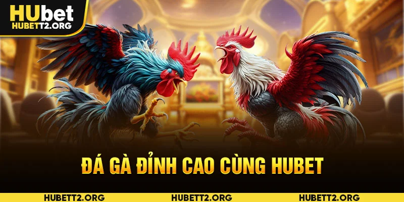 Đá gà đỉnh cao cùng HUBET